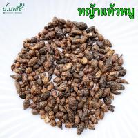 ราคา หญ้าแห้วหมู 50 100 กรัม แห้วหมู หัวแห้วหมู หญ้าแห้วหมูแห้ง หญ้าขนหมู Nut grass (24510491619)