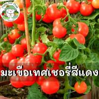 ราคา เมล็ดพันธุ์ มะเขือเทศเชอรี่ สีแดง Red Cherry Tomato เมล็ดพันธุ์นำเข้าแท้ 100 นำไปขยายพันธุ์ต่อได้ ไม่กลายพันธุ์ (7902213900)
