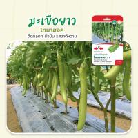ราคา เมล็ดมะเขือยาวสีเขียว โทมาฮอค ตราศรแดง ปริมาณ150เมล็ด เมล็ดมะเขือยาว เมล็ดพันธุ์มะเขือยาว เมล็ดมะเขือ เมล็ดพันธุ์มะเขือ (12759534617)