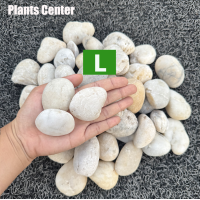 ราคา Plants Center หินธรรมชาติ ยกกระสอบ 1kg 6 7kg หินแม่น้ำ หินขาว หินกรวด สำหรับตกแต่งสวนและตู้ปลา (24588798513)