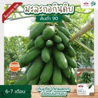 ราคา เมล็ดมะละกอ ส้มตำ 90 F1 ตราศรแดง Papaya seeds เมล็ดพันธุ์มะละกอ เมล็ดพันธุ์มะละกอส้มตำ เมล็ดพันธุ์มะละกอต้นเตี้ย (15701907574)