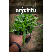 ราคา ต้นหญ้าปักกิ่ง หรือ หญ้าเทวดา บรรเทาอาการโรคมะเร็ง หญ้าปักกิ่ง ปลูกได้ทุกภาค (7943750734)