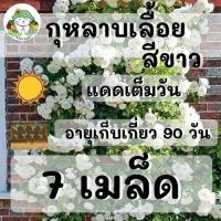 ราคา เมล็ดพันธุ์ ชุดดอกกุหลาบ ขายดี ดอกสวย สีสดใส ปลูกง่าย โตไว นำเข้า พร้อมส่ง กุหลาบเลื้อยสีแดง สีชมพู สีขาว สีเหลือง ขายดี ส่งไว พร้อมส่ง (8117700577)