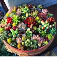 ราคา เมล็ดพันธุ์ กุหลาบหิน ไม้อวบน้ำ แคคตัส กระบองเพชร คละลายถูกที่สุด100 เมล็ดปลูกง่ายโตไว ดอกไม้จริง ต้นบอนไซ พันธุ์ดอกไม้ ดอกไม้ปลูกสวยๆ ของแต่งสวน ปลูกง่าย คุณภาพดี ราคาถูก ของแท้ 100 อัตรางอกสูง (2334