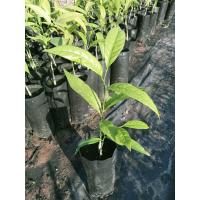 ราคา ต้นกล้าผักหวานป่าหวานดง ยอดเขียว ซื้อ 5 ถุง ฟรี 1 ถุง ปลูกง่าย โตไว ปลูกได้ทุกพื้นที่ (17470411844)