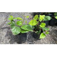 ราคา ต้นพันธุ์ พลูกินหมาก พร้อมปลูกในถุงดำ 39 บาท พลูเขียว พลูเหลือง พลู Betel pepper ทานได้ ทำพิธี ทำยา ใบมีรสเผ็ดร้อนมาเคี้ยวกับปูนขาวหรือปูนแดง ร่วมกับหมาก พลู (23210326865)