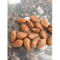 ราคา เมล็ดต้นละมุดสีดา ละมุดโบราณ ละมุดป่า ต้นไม้หายาก ใกล้สูญพันธ เฉพาะเมล็ด บรรจุถุงละ 10 เมล็ด (9585605103)