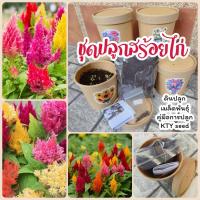 ราคา ชุดปลูกดอกไม้ ชุดปลูกผัก ผักสลัด ผักสวนครัว เดซี่ บาชื่น คอสมอส เบญจมาศ สร้อยไก่ แตงกวา กวางตุ้ง ผักชี พริก (21413736385)