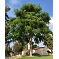 ราคา ต้นตะเคียนหินไม้ยืนต้นสมุนไพรไทยหายาก พันธุ์ไม้มงคล เป็นไม้มีค่าที่สามารถนำทุกส่วนของต้นมาใช้ประโยชน์ได้ ถุงดำพร้อมปลูก 39 บาท (15453447305)