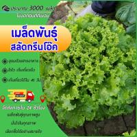 ราคา 3000 เมล็ด เมล็ดพันธุ์สลัดกรีนโอ๊คเมล็ดสลัดกรีนโอ๊ค เมล็ดพันธุ์ผักสลัดกรีนโอ๊คพลัสเมล็ดผักสลัดกรีนโอ๊ค (24238619670)