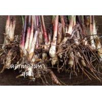 ราคา ดอกทองมหาอุดม เหง้าต้น ให้เลือก เด่นด้านเมตตามหานิยม ว่านดอกทอง ว่านดอกทองมหาอุดม (15914163924)