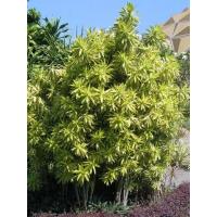 ราคา ต้นพันธุ์ ซองออฟอินเดีย Song of India พร้อมปลูกในถุงดำ 39 บาท ต้นไม้ที่ฟอกอากาศ มีความสวยงามมาก วาสนาแคระ (21648794926)