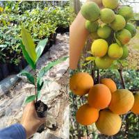 ราคา ต้นกล้าหมากยางป่า หมากยางป่า ผลไม้ป่าหายาก ขนาดต้นกล้า 20 30 ซม ต้นกล้าแข็งแรงพร้อมปลูก (23667989639)