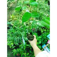 ราคา ต้นตะเคียนหินไม้ยืนต้นสมุนไพรไทยหายาก พันธุ์ไม้มงคล เป็นไม้มีค่าที่สามารถนำทุกส่วนของต้นมาใช้ประโยชน์ได้ ถุงดำพร้อมปลูก (16402217852)