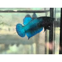 ราคา ปลากัดหม้อไทย สายกัด (23425283628)