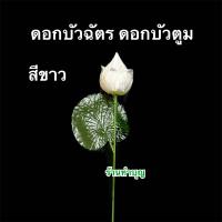 ราคา ดอกบัวตูม ดอกบัวฉัตร ดอกบัวไหว้พระ ตกแต่งบ้าน ดอกไม้ประดับ ขายทีล่ะ 1 ก้าน ยาว54ซม กว้าง8ซม ถวายพระ ใส่สังฆทาน ประดับแจกัน พร้อมส่ง (22818199512)