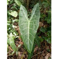 ราคา แก้วสารพัดนึกพญาจงอาง ว่านพญางูจงอาง ไม้มงคล ว่านงูพญาองอาง ป้องกันสิ่งไม่ดีเข้าบ้าน จัดส่งเป็นต้นขุดสด ต้นไม้มาแรงสำหรับคนรักไม (9525772304)