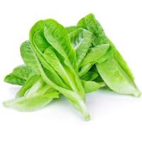 ราคา มายช้อยส์สลัดคอส My Choice Cos Lettuce (23091767206)