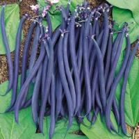 ราคา 10 เมล็ด ถั่วแขก สีเขียว สีม่วง ถั่วแขก ถั่ว Bush Bean Seeds (22708024305)