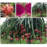 ราคา แก้วมังกรแดง พันธุ์เวียดนาม ชุด3ท่อน39บาท (24062321455)