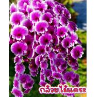 ราคา กล้วยไม้หวายแคระ ดอกชมพูขาวญาญ่า ออกดอกเก่งออกดอกตลอดปี ส่งทั้งกระถาง (21582516886)