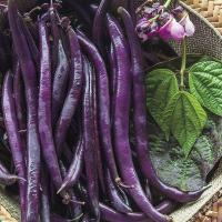 ราคา 10 เมล็ด ถั่วแขกสีม่วง สิรินธร เบอร์ 1 ถั่วแขก ถั่วม่วง Purple Queen Bush Bean Phaseolus vulgaris Seeds (22707791047)