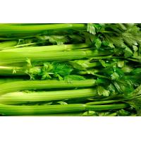 ราคา ต้นพันธุ์ เซเลอรี่ ขึ้นฉ่ายฝรั่งต้นใหญ่ ในถุงดำ 39 บาท เซเลอรี Celery หรือขึ้นฉ่ายฝรั่ง (18475029096)