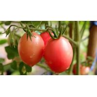 ราคา ชุดปลูกดอกไม้ ชุดปลูกผัก ผักสลัด ผักสวนครัว เดซี่ บาชื่น คอสมอส เบญจมาศ สร้อยไก่ แตงกวา กวางตุ้ง ผักชี พริก (21413736421)