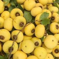 ราคา ต้นจันอิน จันอิน ต้นจัน จัน จันหอม ต้นจันหอม ไม้มงคล ผลหอม ไม้จัน ไม้จันหอม (17556015391)