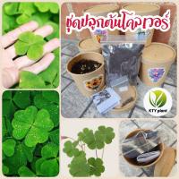 ราคา ชุดปลูกดอกไม้ ชุดปลูกผัก ผักสลัด ผักสวนครัว เดซี่ บาชื่น คอสมอส เบญจมาศ สร้อยไก่ แตงกวา กวางตุ้ง ผักชี พริก (23371581559)