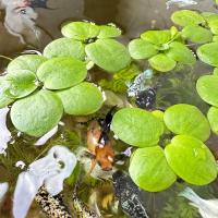 ราคา จอกเขียวญี่ปุ่น พืชน้ำ จอกเลี้ยงปลา 1 ชุด มี 8 ดอก (23798152228)