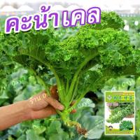 ราคา เมล็ดพันธุ์คะน้าเคล เมล็ดเคลใบหยิก 100เมล็ด เมล็ดคะน้าใบหยิก Kale Seeds (16855663465)