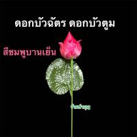 ราคา ดอกบัวตูม ดอกบัวฉัตร ดอกบัวไหว้พระ ตกแต่งบ้าน ดอกไม้ประดับ ขายทีล่ะ 1 ก้าน ยาว54ซม กว้าง8ซม ถวายพระ ใส่สังฆทาน ประดับแจกัน พร้อมส่ง (22818199517)
