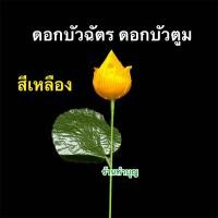 ราคา ดอกบัวตูม ดอกบัวฉัตร ดอกบัวไหว้พระ ตกแต่งบ้าน ดอกไม้ประดับ ขายทีล่ะ 1 ก้าน ยาว54ซม กว้าง8ซม ถวายพระ ใส่สังฆทาน ประดับแจกัน พร้อมส่ง (22818199514)