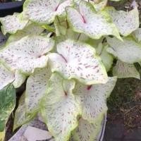 ราคา บอนสีหนุมานหาวเป็นดาวเป็นเดือน ชิ้นผ่าหัว แท้ตรงปก (16216463066)