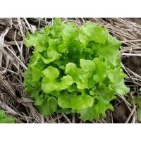 ราคา ชุดปลูกดอกไม้ ชุดปลูกผัก ผักสลัด ผักสวนครัว เดซี่ บาชื่น คอสมอส เบญจมาศ สร้อยไก่ แตงกวา กวางตุ้ง ผักชี พริก (21413736426)