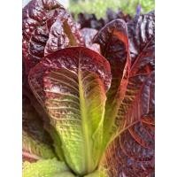 ราคา ชุดปลูกดอกไม้ ชุดปลูกผัก ผักสลัด ผักสวนครัว เดซี่ บาชื่น คอสมอส เบญจมาศ สร้อยไก่ แตงกวา กวางตุ้ง ผักชี พริก (21413736425)