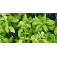 ราคา ชุดปลูกดอกไม้ ชุดปลูกผัก ผักสลัด ผักสวนครัว เดซี่ บาชื่น คอสมอส เบญจมาศ สร้อยไก่ แตงกวา กวางตุ้ง ผักชี พริก (21413736399)