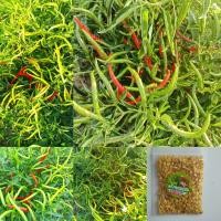 ราคา เมล็ดพันธุ์พริกยอดสน 400 เมล็ด39 บาทซื้อ 2 แถม 1 ซองพันธุ์พื้นบ้านสามารถทำพันธุ์ต่อได้ (22790239483)