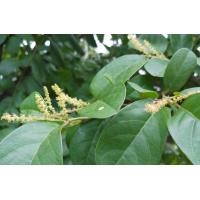 ราคา ต้นพันธุ์ บ่าเหม้า หมากเม่า มะเม่า พร้อมปลูก 39 บาท ใช้ทำ ต้มเห็ดเผาะ เห็ดถอบ ยอดใบมะเม่า แกงเห็ดถอบใส่ใบมะเม่า บ่าเม่า เห็ดเผาะ ใบหมากเม่า หรือ มะเม่า หรือ ต้นเม่า บ่าเหม้า หมากเม่าหลวง (23836670528)