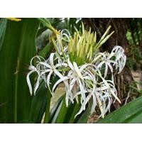 ราคา ต้นพันธุ์ พลับพลึง ดอกสีขาวมีกลิ่นหอม พร้อมปลูก ในถุงดำ 39 บาท Cape lily ใบสวย ใบทำยาได้ สมุนไพร พลับพลึง ลิลัว ว่านชน วิรงรอง พลับพลึงขาว พลับพลึงดอกขาว ช่วยขับไล่สิ่งที่ไม่เป็นมงคล ช่วยให้ชนะสิ่งไม่