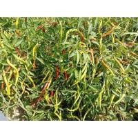 ราคา เมล็ดพันธุ์พริกยอดสน 300 400เมล็ด 39บาทซื้อ 2 แถม 1 ซองเมล็ดพันธุ์พื้นบ้านสามารถทำทานต่อได้ (18615320689)