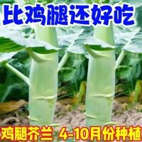 ราคา ไก่ขา คะน้า คะน้าหวาน ทนความร้อน ผักคะน้าหวานกรอบ คะน้าเขียวจากไก่ที่ปลูกเอง (24402228978)