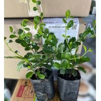 ราคา ต้นชาดัด ต้นละ 3 80 บาท ชุดละ10ต้น 10 20 ซม ถุง 2 นิ้ว ชาดัด หรือ ชาฮกเกี้ยน ต้นชาฮกเกี้ยน (20232029739)