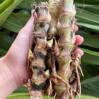 ราคา พันธุ์หญ้าหวานอิสราเอล แบ่งขาย203555 ท่อน เลี้ยงสัตว์เล็กใหญ่ได้ดี แพะ ม้า กระต่าย ไก่ปลา หมู หนู เต่า หรือวัวกระบือ (22722408225)