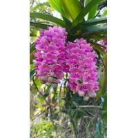 ราคา ช้างชมพูกล้วยไม้1กระถางได้1ต้นไม้นิ้ว (23704291984)