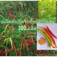 ราคา เมล็ดพันธุ์ พริกยอดสน 1ซองปริมาณ300 500เมล็ดโดยเฉลี่ย (8947817902)