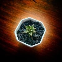 ราคา แคคตัส กลีบกระทง Obregonia denegrii (20016430609)