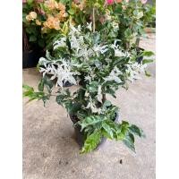 ราคา ต้นโมกด่าง โมกด่างแคระ ดอกมีกลิ่นหอม กระถาง 5 6 นิ้ว (18482945696)