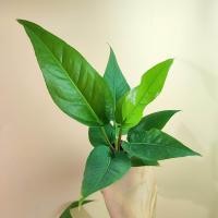 ราคา Anthurium Renaissance โชคเก้าชั้นด่าง เมล็ดโชค โชค9ชั้นด่างฟอร์มสวย เลือกต้นได้ แข็งแรง รากแน่น หน้าวัวใบ (18038759009)